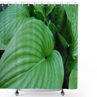 Personality  Nature Background Image Of Hosta Leaves. Shower Curtains