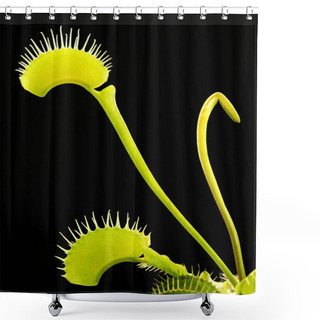 Personality  Carnivorous Plant Detail Shower Curtains