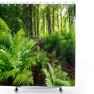 Personality  View Of The Forest Shower Curtains