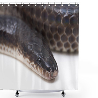 Personality  Xenopeltis Unicolor. Common Names: Sunbeam Snake Is A Non-venomous Sunbeam Snake Species Found In Southeast Asia And Some Regions Of Indonesia. Isolated On White Background Shower Curtains