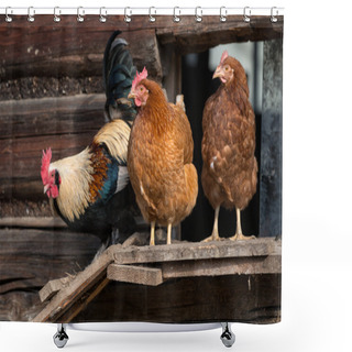 Personality  Chickens On Traditional Free Range Poultry Farm  Shower Curtains