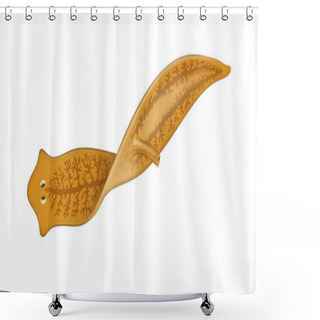 Personality  A Planarian Is One Of Many Flatworms Of The Traditional Class Turbellaria Shower Curtains