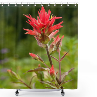 Personality  Indian Paintbrush Shower Curtains