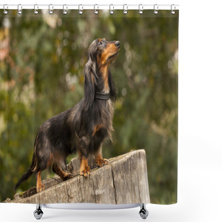 Personality  Portrait Of Dog Breed Long Haired Dachshund Shower Curtains