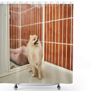 Personality  Delightful Pomeranian Spitz Standing Near Comfortable Kennel In Pet Hotel, Cozy Accommodation Shower Curtains