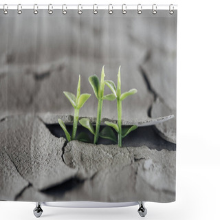 Personality  Selective Focus Of Young Green Plants On Dried Cracked Ground, Global Warming Concept Shower Curtains
