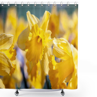 Personality  Daffodil Shower Curtains