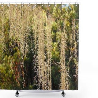 Personality  Spanish Moss (Tillandsia Usneoides) Shower Curtains