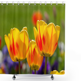 Personality  Yellow Tulip Closeup Shower Curtains