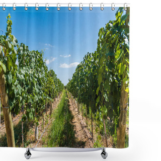 Personality  Vine Plants In A Vineyard In Mendoza On A Sunny Day With Blue Sky. Shower Curtains