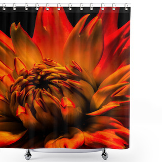 Personality  Fine Art Still Life Floral Flower Macro Portrait Of A Fiery Red Vivid Flowering Single Isolated Dahlia Blossom Macro On Black Background In Surreal Vibrant Pop Art Painting Style Shower Curtains