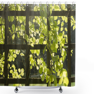 Personality  Trellis With Plants Shower Curtains
