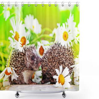 Personality  Hedgehogs With Daisy Flowers Shower Curtains