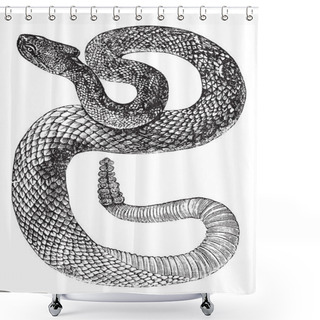 Personality  South American Rattlesnake Or Tropical Rattlesnake Or Crotalus D Shower Curtains