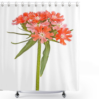 Personality  Bright Salmon-colored Flowers Of Maltese Cross Isolated Against  Shower Curtains