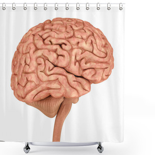 Personality  Human Brain 3D Model, Isolated On White. Medically Accurate 3D Illustration  Shower Curtains