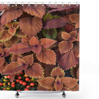 Personality  Top View Of Beautiful Bright Orange And Brown Leaves At Flower Shop Shower Curtains