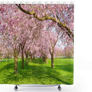 Personality  Scenic Park With Blossoming Trees Shower Curtains