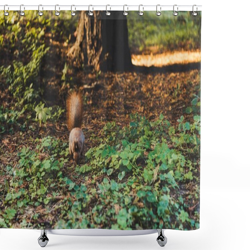Personality  Squirrel In Forest Shower Curtains