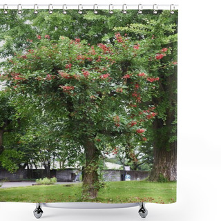 Personality  Cockspur Coral Tree (Erythrina Crista-galli) Shower Curtains