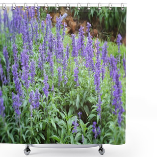 Personality  Purple Salvia Flowers Wth The Nature Shower Curtains