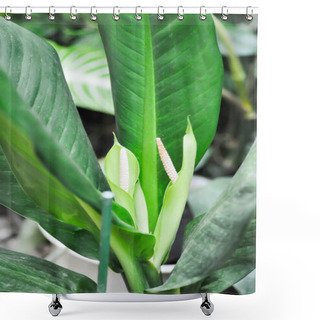 Personality  Dieffenbachia Sp, Flower Or Wilsons Delight Or Dieffenbachia Plant And Flower On The Plant Shower Curtains