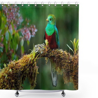 Personality  Resplendent Quetzal On Mossy Branch Shower Curtains