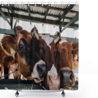 Personality  Domestic Brown Cows Eating Hay In Barn At Farm Shower Curtains