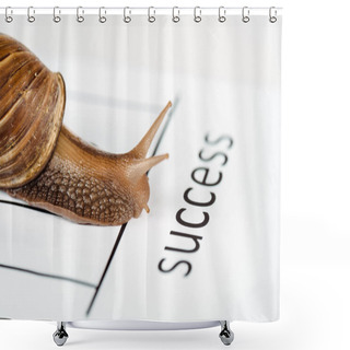 Personality  Close Up View Of Slimy Brown Snail On White Paper With Success Lettering Isolated On White Shower Curtains