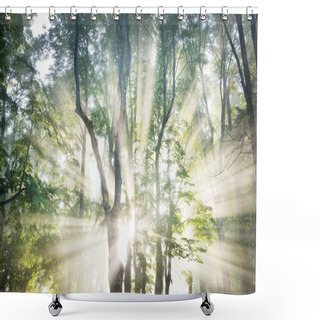 Personality  Sunbeams Flowing Through The Tree Branches And Green Leaves In A Majestic Deciduous Forest. Atmospheric Dreamlike Summer Landscape. Soft Sunlight. Pure Nature, Ecology, Symbol Of Peace Shower Curtains