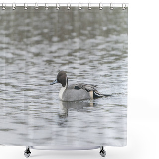 Personality                    Male Northern Pintail (Anas Acuta) Swimming In Heavy Rain. Gelderland In The Netherlands.              Shower Curtains