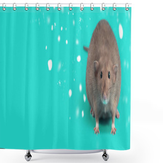 Personality  Portrait Of A Domestic Rat On Mint Background Shower Curtains