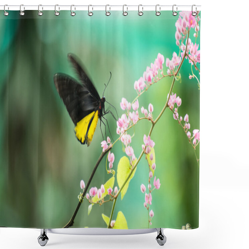 Personality  Common Birdwing Butterfly Or Troides Helena Feeding On Pink Flower While Fluttering Its Wings. Shower Curtains