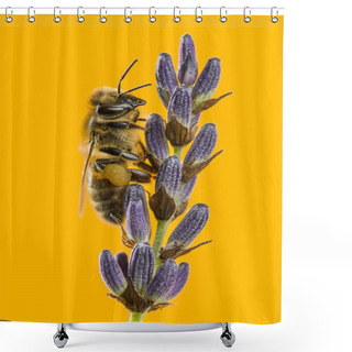 Personality  Honey Bee Foraging On A Lavander In Front Of An Orange Backgroun Shower Curtains