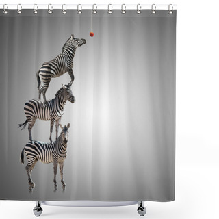 Personality  Stack Of Zebra Reaching To Eat Apple Shower Curtains
