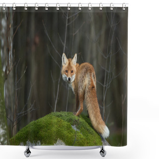 Personality  Red Fox On The Mossy Rock Shower Curtains