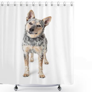 Personality  Australian Cattle Dog Standing Facing Forward Shower Curtains