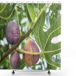 Personality  Ripe Fig Fruits On The Tree. Shower Curtains