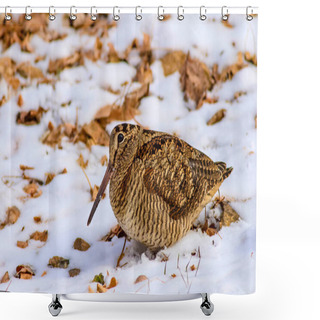 Personality  Camouflage Bird Woodcock. Brown Dry Leaves And Snow Background.. Bird: Eurasian Woodcock. Scolopax Rusticola. Shower Curtains