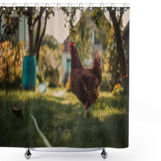Personality  One Illuminated Hen With Natural Light, Standing In The Shadow In The Garden (free Range Breeding).Hampshire Hen Feed On The Traditional Rural Barnyard Or Meadow In Green Grass At Sunny Day. Shower Curtains