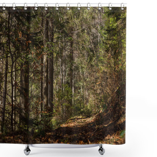 Personality  Sunlight On Ground In Spruce Forest Shower Curtains