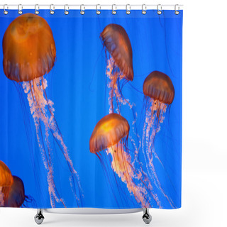 Personality  Chrysaora Fuscescens Jellyfish Shower Curtains