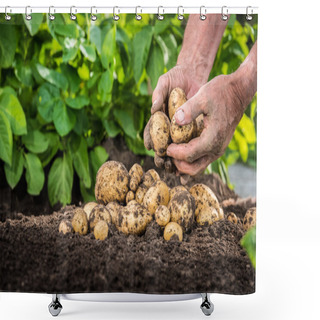 Personality  Hands Harvesting Fresh Potatoes From Soil Shower Curtains