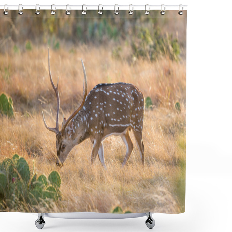 Personality  Axis Deer Shower Curtains