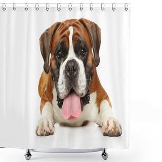 Personality  German Boxer Dog Lying On White Background Shower Curtains