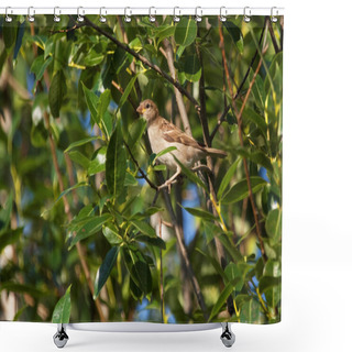 Personality  Nightingale In The Summer Among Green Foliage Shower Curtains