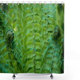Personality  Close Up View Of Beautiful Green Fern On Blurred Background  Shower Curtains