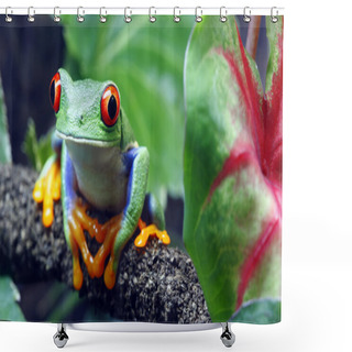 Personality  Red-Eyed Tree Frog Shower Curtains