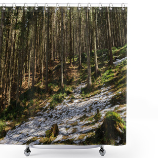Personality  Glade With Moss And Snow On Hill In Coniferous Forest  Shower Curtains