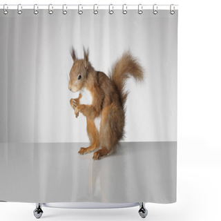 Personality  Taxidermy Red Squirrel On Grey Background Shower Curtains